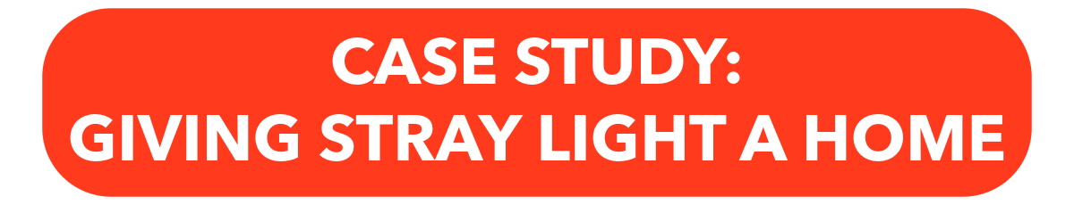 Case Study: Giving Stray Light A Home